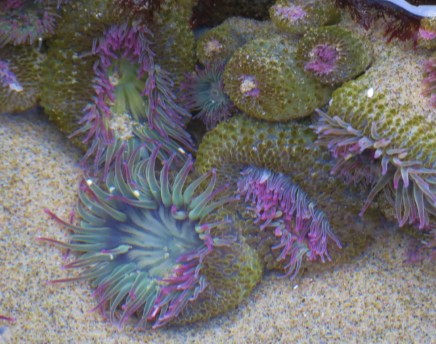 Cluster of aggregating anemones with closed pink-tipped tentacles