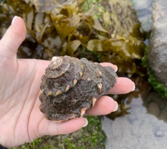Black turban snails clustered on a wet rock at low tide