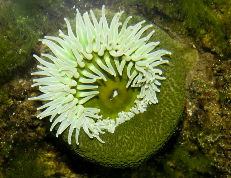 Giant green anemone underwater, tentacles fully extended
