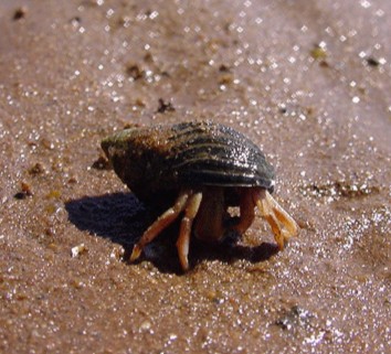 Hermit crab peeking out from its shell on wet rock