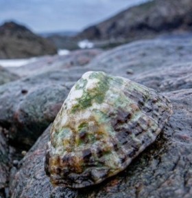 Limpet shells clinging to weathered intertidal rock