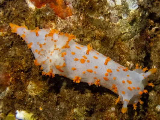 Brightly colored nudibranch sea slug on rocky substrate