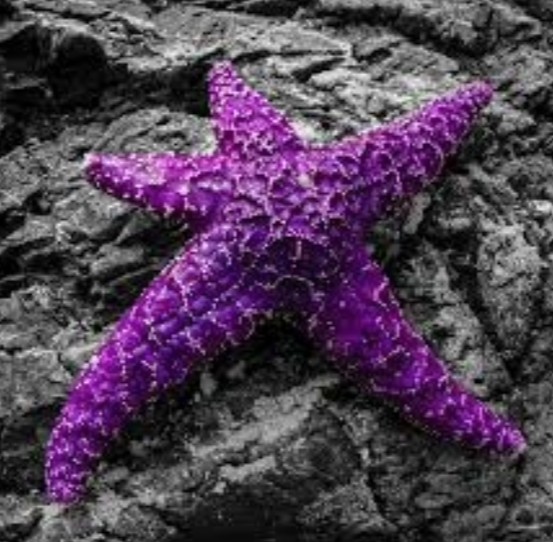 Ochre sea star clinging to a wet rock — bright orange with five thick arms