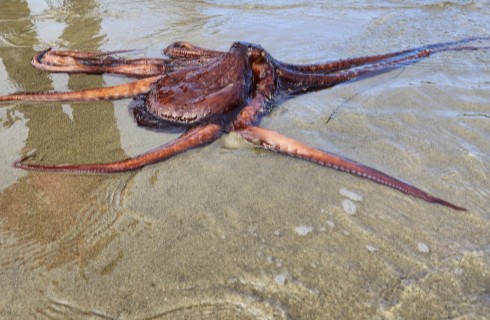 Pacific octopus emerging from a rocky den