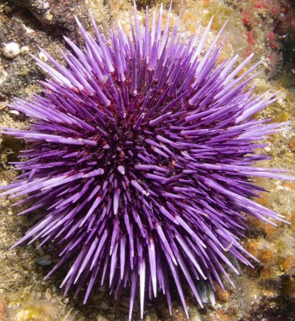Purple sea urchin nestled in a rock crevice with spines fanned out