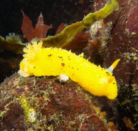Yellow sea lemon nudibranch on rocky surface