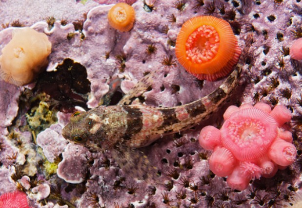 Small tidepool sculpin fish camouflaged against rocky bottom